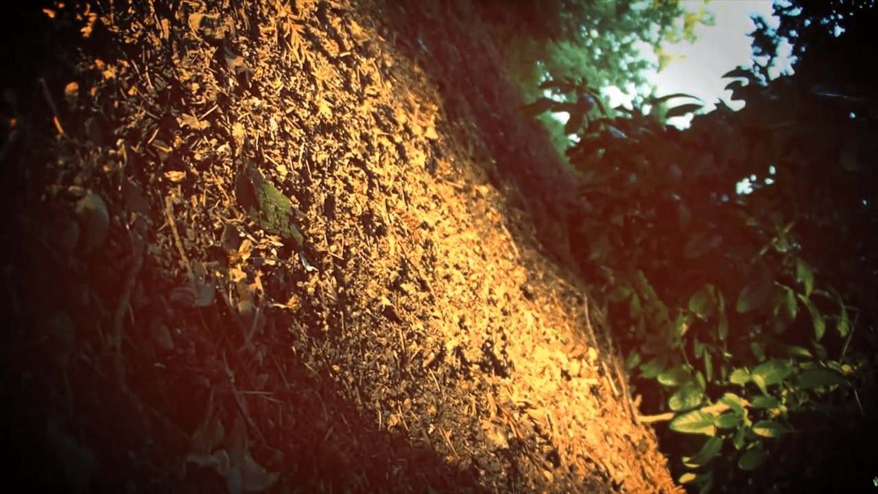 Screenshot of a forest out of focus